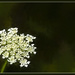 Queen Anne's Lace by lstasel