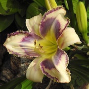 29th Jul 2020 - Daylily "Destined to See"