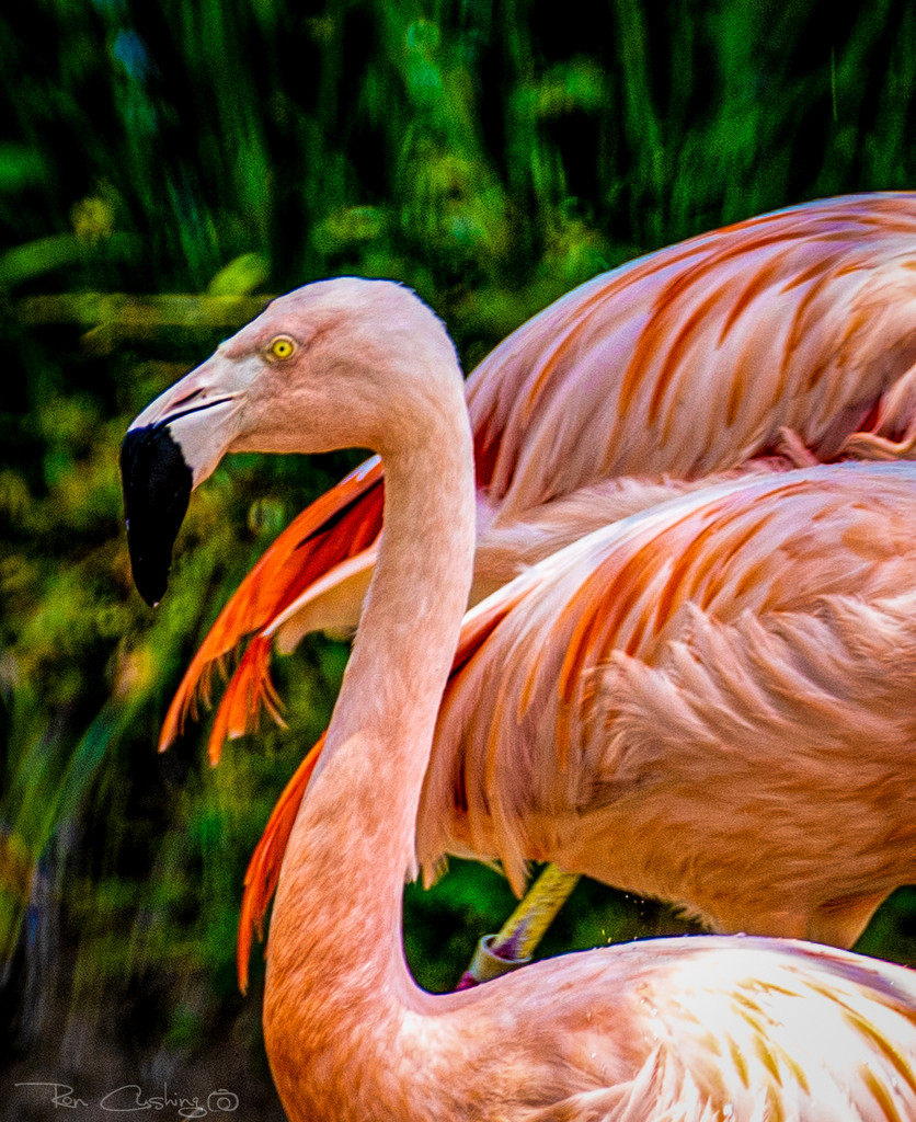 Flamingo Friday '20 20 by stray_shooter