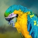 Blue and Gold Macaw  by ludwigsdiana