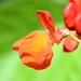 Scarlet Runner Blossom by stephomy