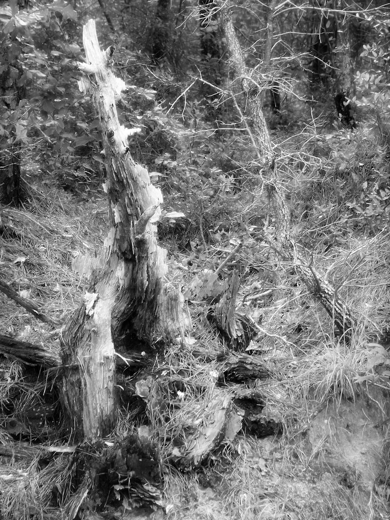 Stumpy - in black and white... by marlboromaam