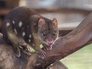1st Aug 2020 - Spotted-Tailed quoll