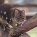 Spotted-Tailed quoll by gosia