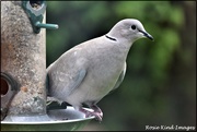 1st Aug 2020 - Today's collared dove