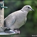 Today's collared dove by rosiekind