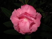 11th Jan 2011 - Pink flower