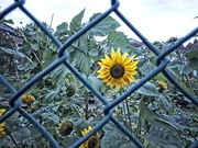 1st Aug 2020 - Sunflowers
