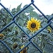 Sunflowers by billyboy