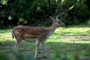 1st Aug 2020 - Fallow deer in my garden