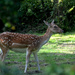 Fallow deer in my garden by arkensiel
