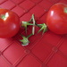 Ripe tomatoes by bruni
