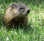 1st Aug 2020 - Look at this cute marmot