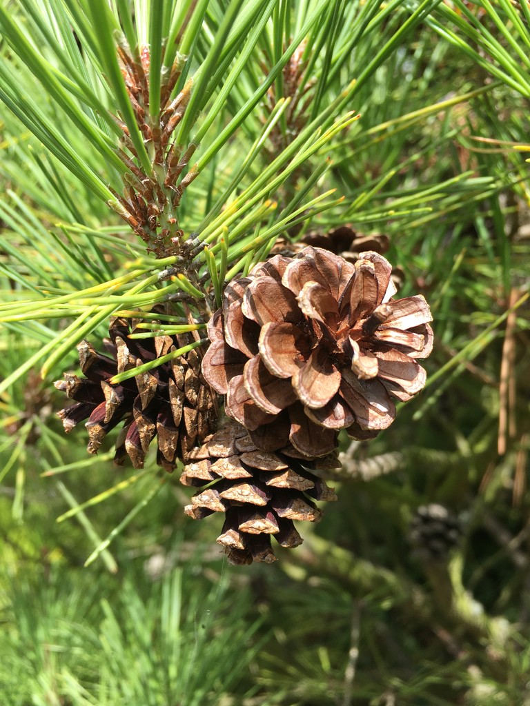 Pine cones growing by 365anne