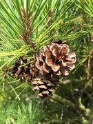 1st Aug 2020 - Pine cones growing