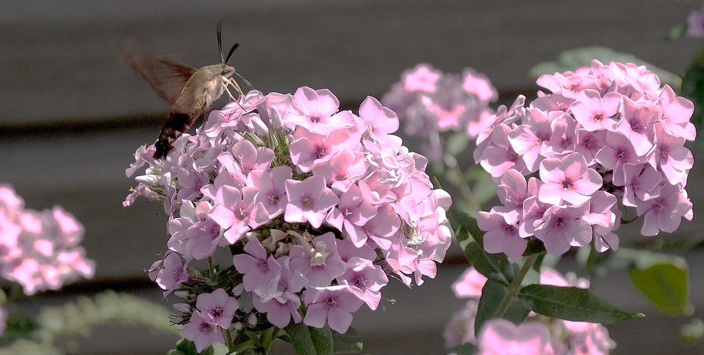 Day 208:  Hummingbird Moth by jeanniec57