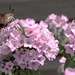 Day 208:  Hummingbird Moth by jeanniec57