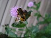 31st Jul 2020 - Day 213: Yay, Pollinators ! 