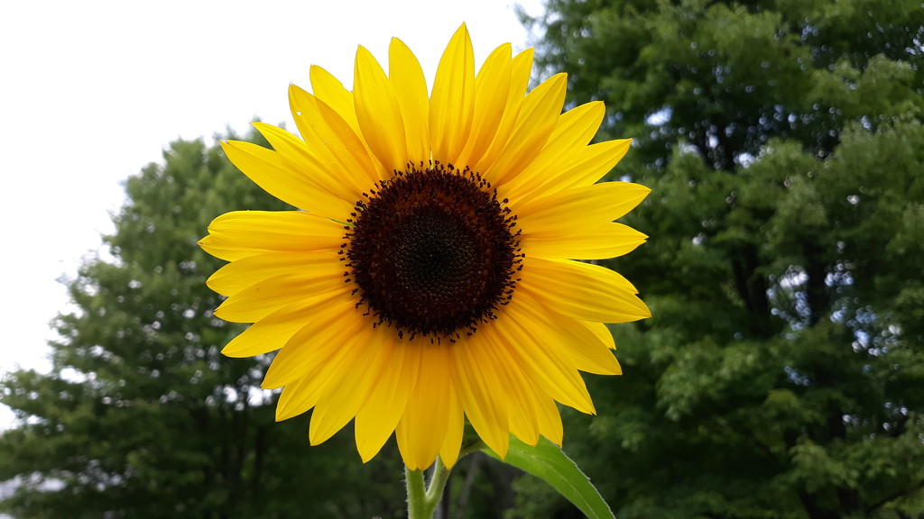 Sunflower  by julie