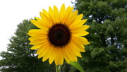 30th Jul 2020 - Sunflower 