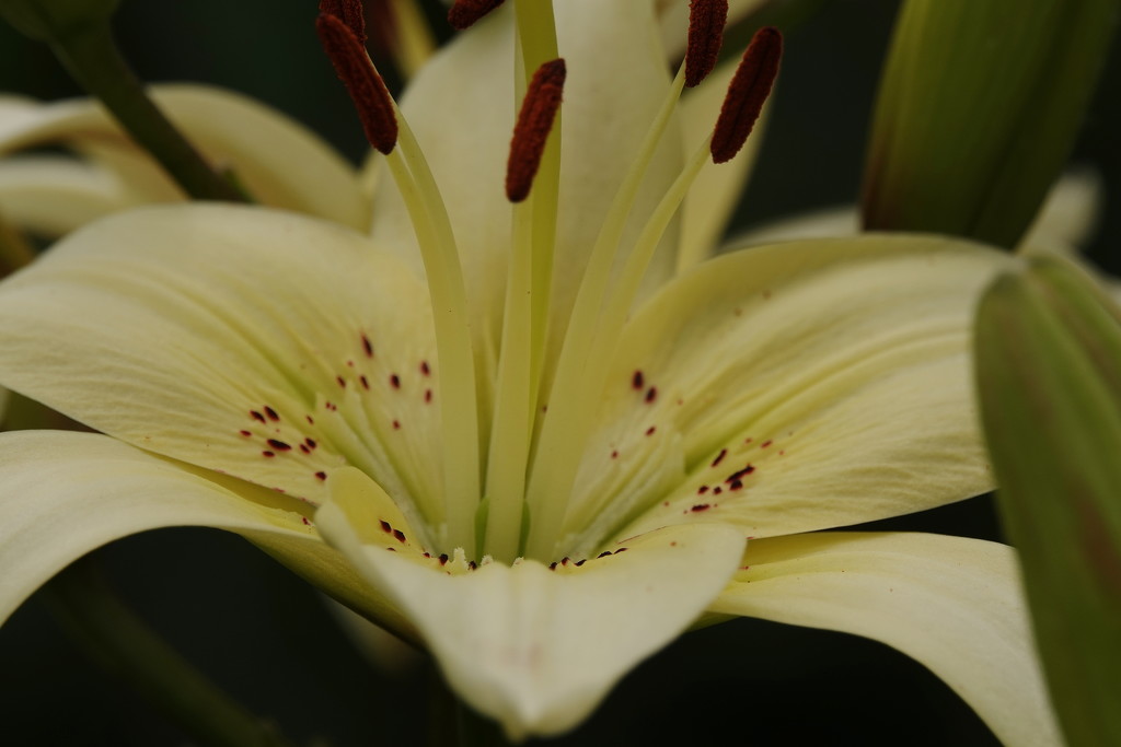 Asiatic Lily by radiogirl