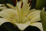 1st Aug 2020 - Asiatic Lily