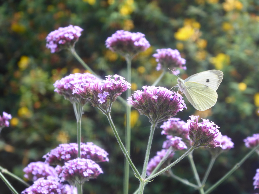 butterfly on the Verbena by snowy