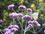 31st Jul 2020 - butterfly on the Verbena