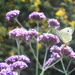 butterfly on the Verbena by snowy