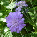 Scabious by snowy