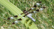 1st Aug 2020 - Dragonfly common whitetail or long-tailed skimmer