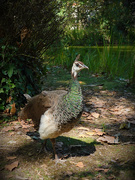 1st Aug 2020 - Peahens. It had to be peahens.