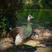 Peahens. It had to be peahens. by fotoblah