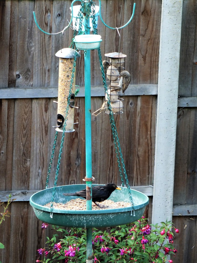 All go at the feeder today! by bigmxx