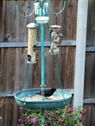 1st Aug 2020 - All go at the feeder today!