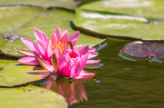 29th Jul 2020 - water lily