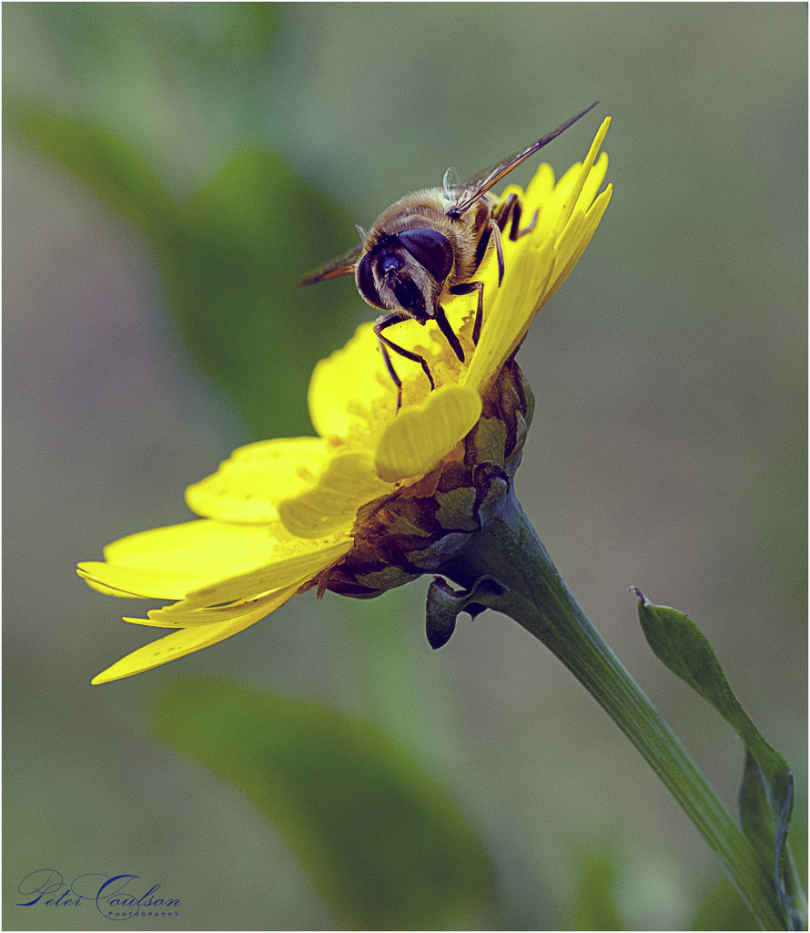 Hoverfly by pcoulson