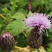 Creeping Thistle by julienne1