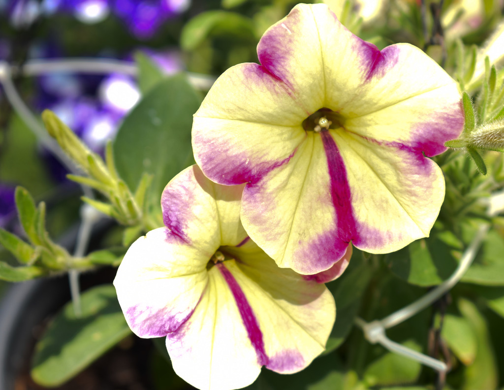 Petunia Perfection by bjywamer