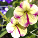 Petunia Perfection by bjywamer