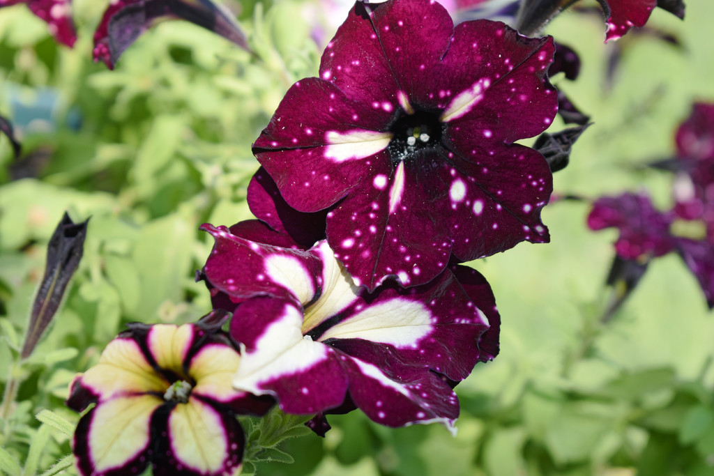 Petunia-Variety Unknown... by bjywamer