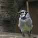 Quiet blue jay by amyk