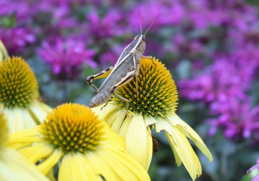 Grasshopper on Lemon Yellow Echinacea by sandlily