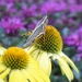 Grasshopper on Lemon Yellow Echinacea by sandlily