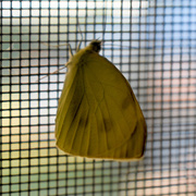 31st Jul 2020 - Moth? Or Butterfly?