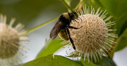 1st Aug 2020 - Bee and Prickly Sphere!