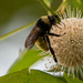 Bee and Prickly Sphere! by rickster549