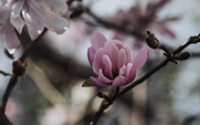 2nd Aug 2020 - Magnoia in winter 