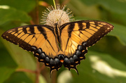 1st Aug 2020 - Eastern Tiger Swallowtail Butterfly!