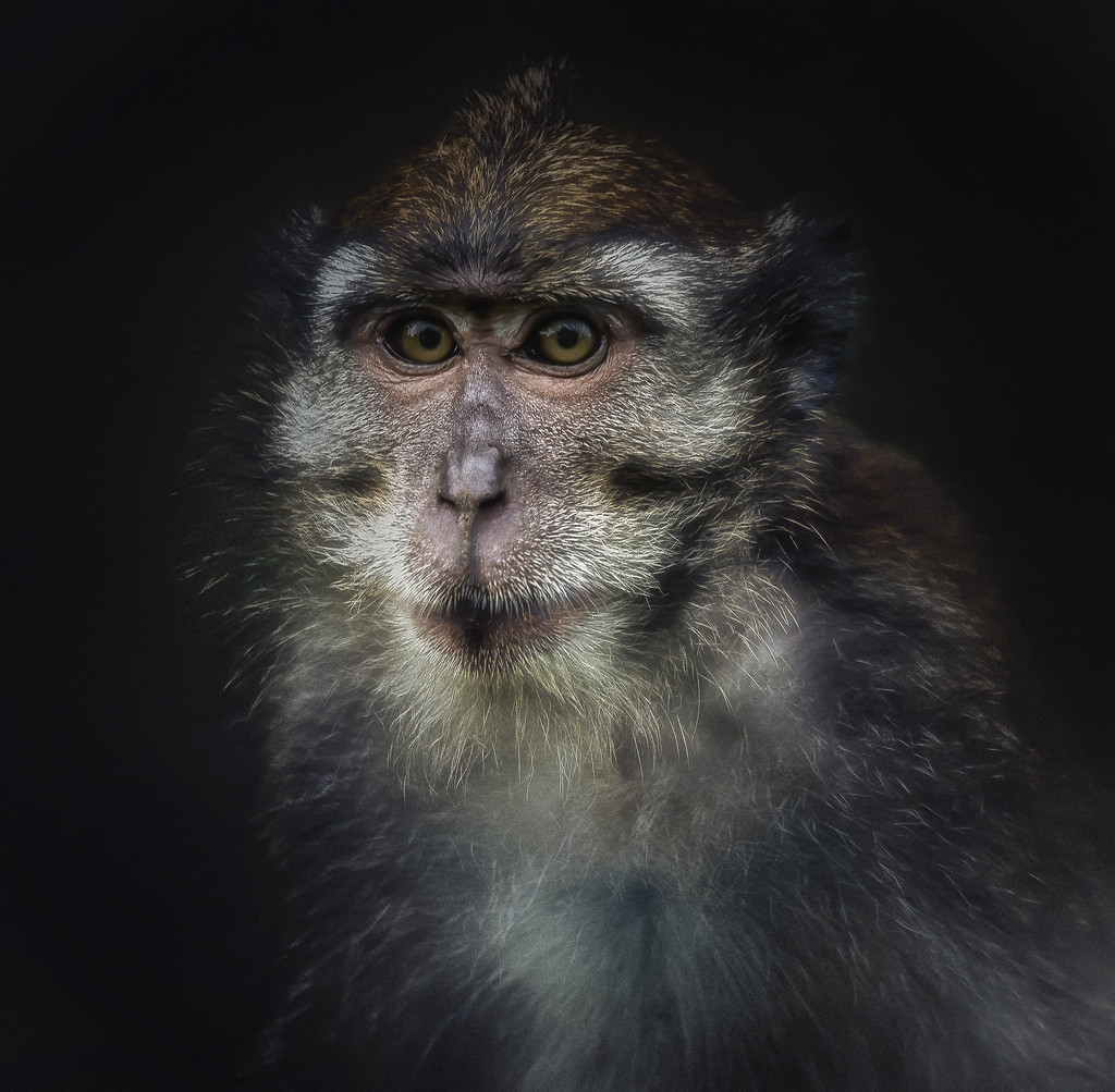 macaque by jerome
